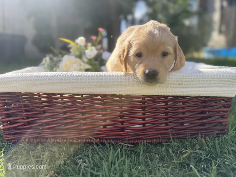 Coco – Golden Retriever puppy for sale in Bloomington, CA