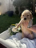 Coco, a female Golden Retriever for sale in Bloomington, CA – Photo 5 of 6