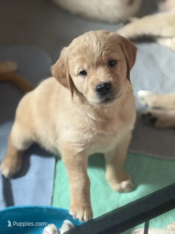 Coco – Golden Retriever puppy for sale in Bloomington, CA