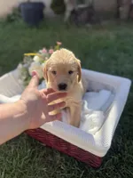 Coco, a female Golden Retriever for sale in Bloomington, CA – Photo 6 of 6
