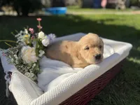Coco, a female Golden Retriever for sale in Bloomington, CA – Photo 2 of 6