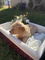 Coco, a female Golden Retriever for sale in Bloomington, CA – Photo 3 of 6
