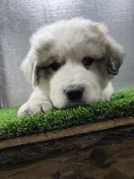 processed/5aed6b7a-5c1a-4273-9c52-c822652b3ac7/listing/05369a35-8f37-469c-95c7-9928c7e82feb/9511d2c2-59be-49b9-b041-1d680bd3047b