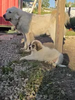 Belle, a female Anatolian Shepherd Dog and Great Pyrenees for sale in Mechanicsburg, OH – 2 of 3