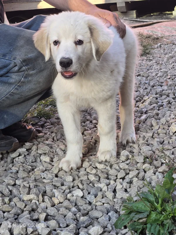 Penny – Anatolian Shepherd Dog, Great Pyrenees puppy for sale in Mechanicsburg, OH