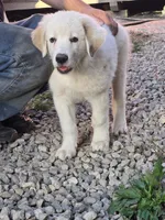 Penny, a female Anatolian Shepherd Dog and Great Pyrenees for sale in Mechanicsburg, OH – 1 of 2