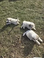 processed/5aed6b7a-5c1a-4273-9c52-c822652b3ac7/listing/4b4e39b5-21a6-4663-8689-52903abb2cff/57bc6766-adb9-439b-a1f5-28c49e3601da