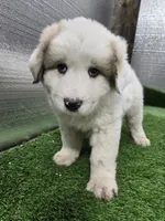 processed/5aed6b7a-5c1a-4273-9c52-c822652b3ac7/listing/4b4e39b5-21a6-4663-8689-52903abb2cff/f3953d49-7382-4ff8-89ea-d92e9d9c8217