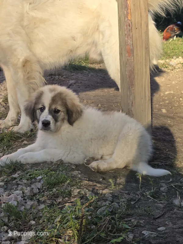 Belle – Anatolian Shepherd Dog, Great Pyrenees puppy for sale in Mechanicsburg, OH