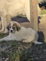 Belle, a female Anatolian Shepherd Dog and Great Pyrenees for sale in Mechanicsburg, OH – 1 of 3