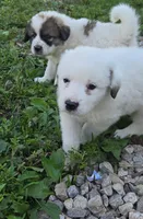 Penny, a female Anatolian Shepherd Dog and Great Pyrenees for sale in Mechanicsburg, OH – 2 of 2