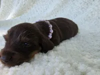 Dolly, a female Miniature Dachshund for sale in Springfield, MO – 2 of 4