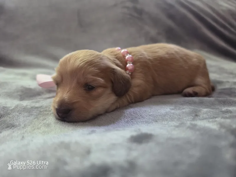 Honey – Miniature Dachshund puppy for sale in Springfield, MO