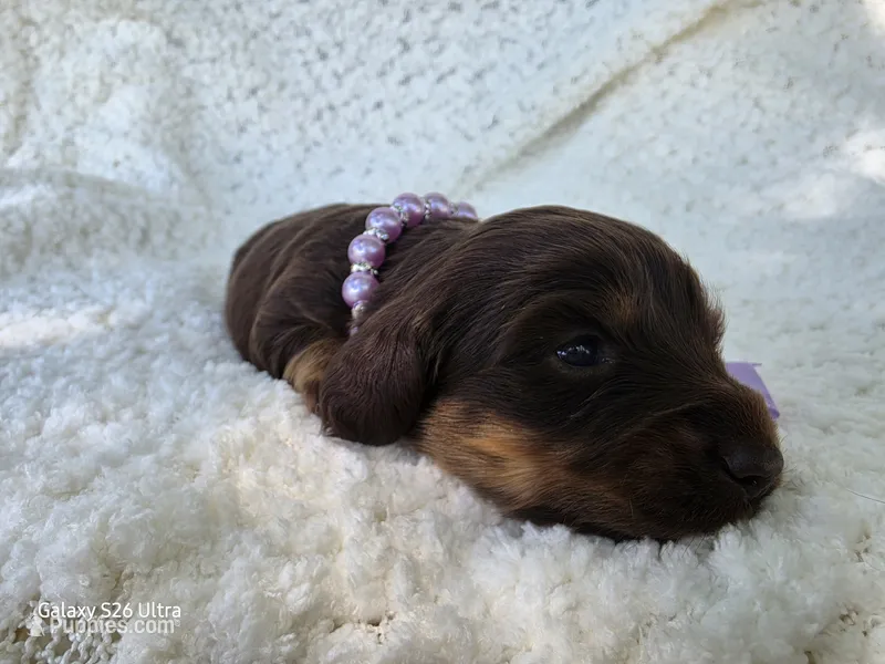 Dolly – Miniature Dachshund puppy for sale in Springfield, MO