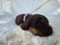 Dolly, a female Miniature Dachshund for sale in Springfield, MO – 1 of 4