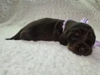 Dolly, a female Miniature Dachshund for sale in Springfield, MO – 4 of 4