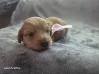 Honey, a female Miniature Dachshund for sale in Springfield, MO – 5 of 6