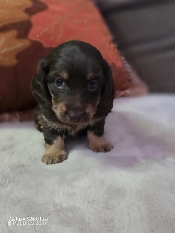 Dolly – Miniature Dachshund puppy for sale in Springfield, MO