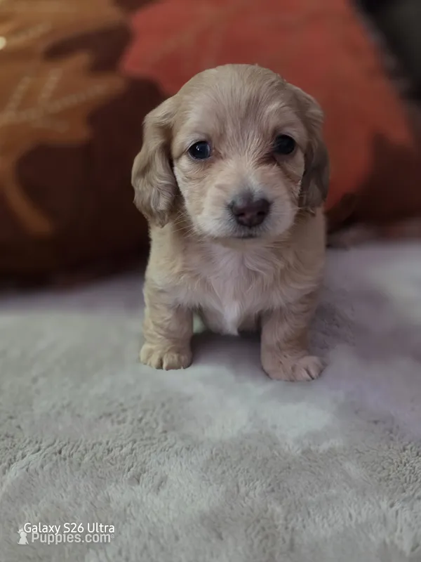 Honey – Miniature Dachshund puppy for sale in Springfield, MO