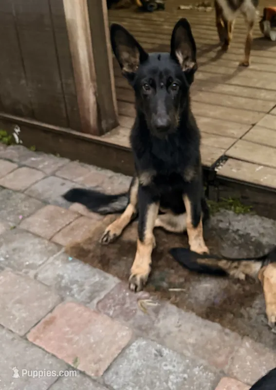 Candela – German Shepherd Dog puppy for sale in Land O Lakes, FL