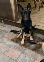Candela, a female German Shepherd Dog for sale in Land O Lakes, FL – 1 of 2