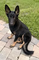 Candela, a female German Shepherd Dog for sale in Land O Lakes, FL – 2 of 2