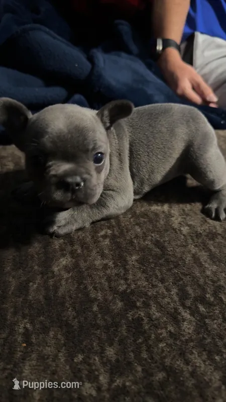 Starry – French Bulldog puppy for sale in Ward, AR
