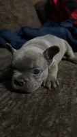 Starry, a female French Bulldog for sale in Ward, AR – Photo 2 of 3