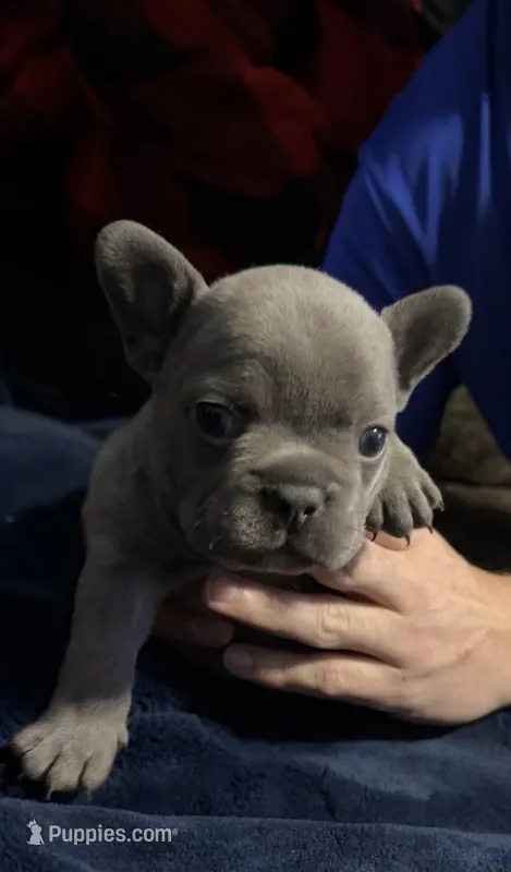 Henry – French Bulldog puppy for sale in Ward, AR
