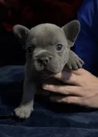 Henry, a male French Bulldog for sale in Ward, AR – Photo 4 of 5