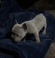 Henry, a male French Bulldog for sale in Ward, AR – Photo 2 of 5