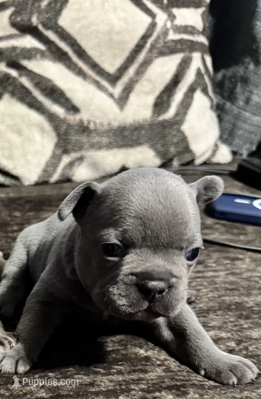 Princess – French Bulldog puppy for sale in Ward, AR