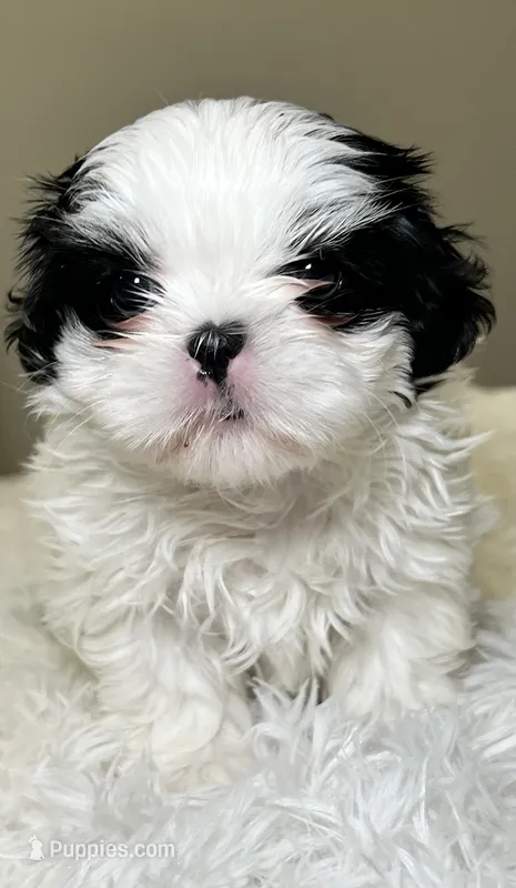 Panda Girl  – Shih Tzu puppy for sale in Homestead, FL