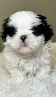 Panda Girl , a female Shih Tzu for sale in Homestead, FL – 1 of 1