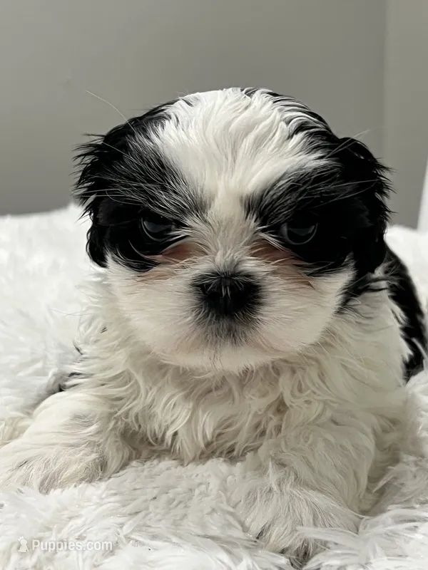 Panda Boy – Shih Tzu puppy for sale in Homestead, FL