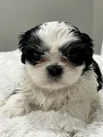 Panda Boy, a male Shih Tzu for sale in Homestead, FL – 1 of 1