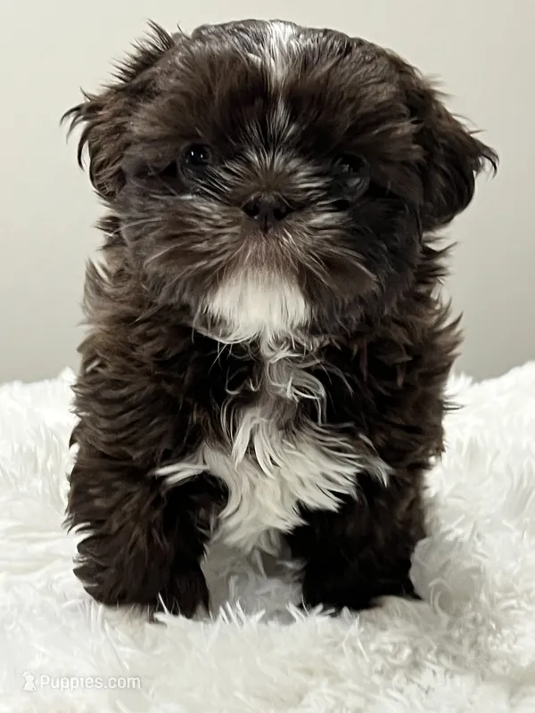 Hershey Kiss  – Shih Tzu puppy for sale in Homestead, FL