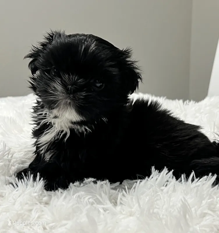 Onyx  – Shih Tzu puppy for sale in Homestead, FL