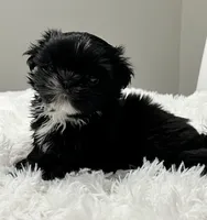 Onyx , a female Shih Tzu for sale in Homestead, FL – 1 of 1