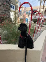 Noche, a female Poodle - Toy  for sale in Morongo Valley, CA – 4 of 6
