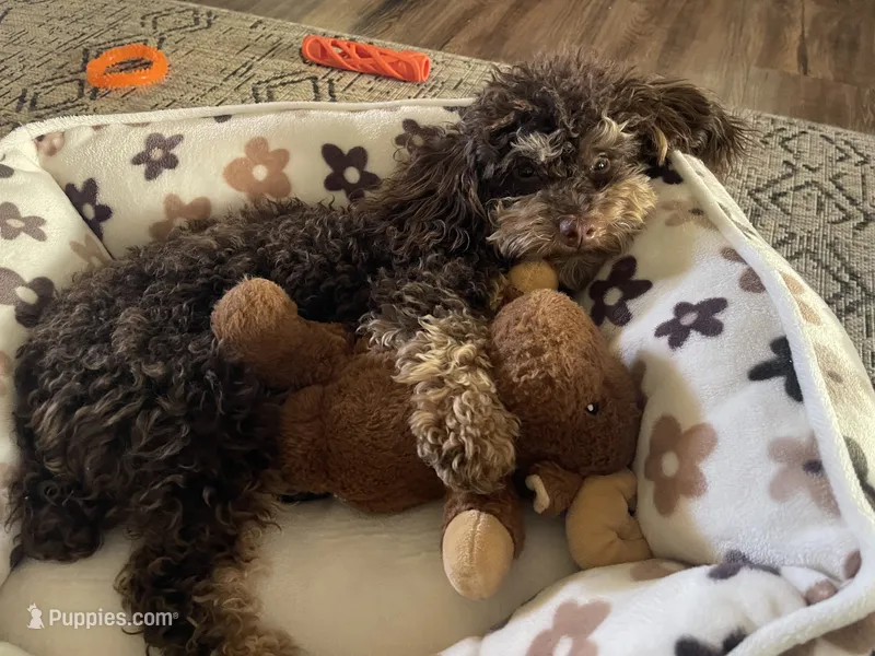 Olive – Poodle - Toy  puppy for sale in Morongo Valley, CA