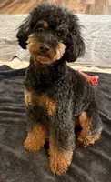 Stella, a female Poodle - Toy  for sale in Morongo Valley, CA – 2 of 4