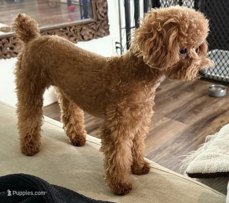 Libby – Poodle - Toy  puppy for sale in Morongo Valley, CA