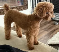 Libby, a female Poodle - Toy  for sale in Morongo Valley, CA – 1 of 5