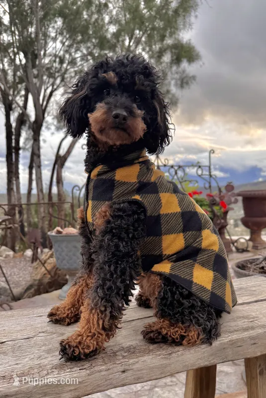 Stella – Poodle - Toy  puppy for sale in Morongo Valley, CA