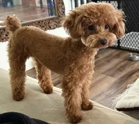 Libby, a female Poodle - Toy  for sale in Morongo Valley, CA – 2 of 5