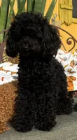 Noche, a female Poodle - Toy  for sale in Morongo Valley, CA – 2 of 6