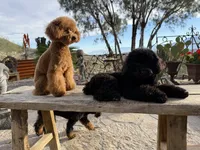 Noche, a female Poodle - Toy  for sale in Morongo Valley, CA – 3 of 6