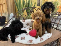 Stella, a female Poodle - Toy  for sale in Morongo Valley, CA – 3 of 4
