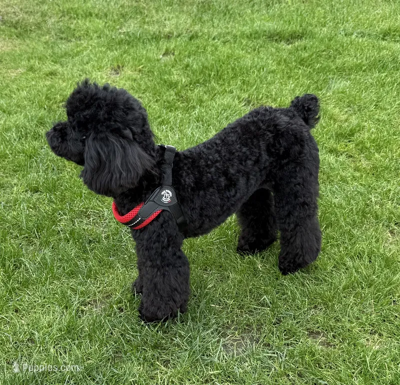 Noche – Poodle - Toy  puppy for sale in Morongo Valley, CA